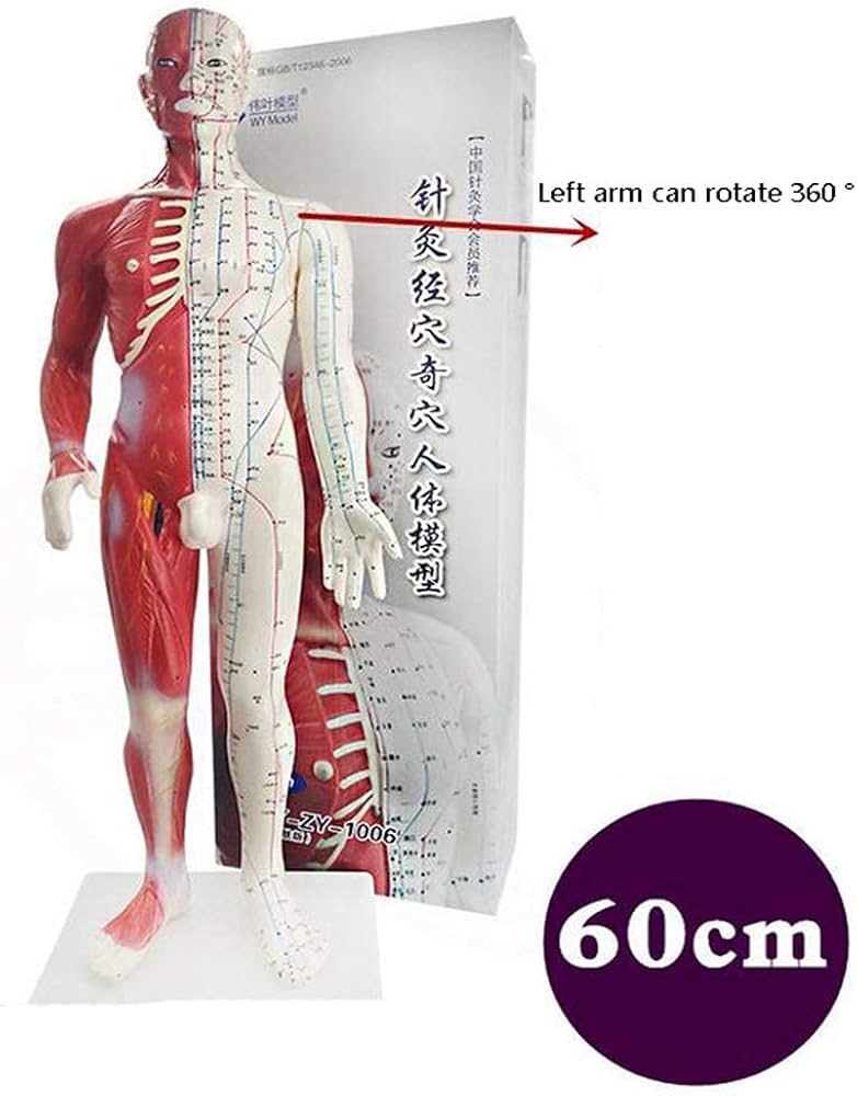 人体解剖学 Amazon.co.jp: [JUEKO]人体模型 [全20パーツ 85㎝ 等身大] ユニ